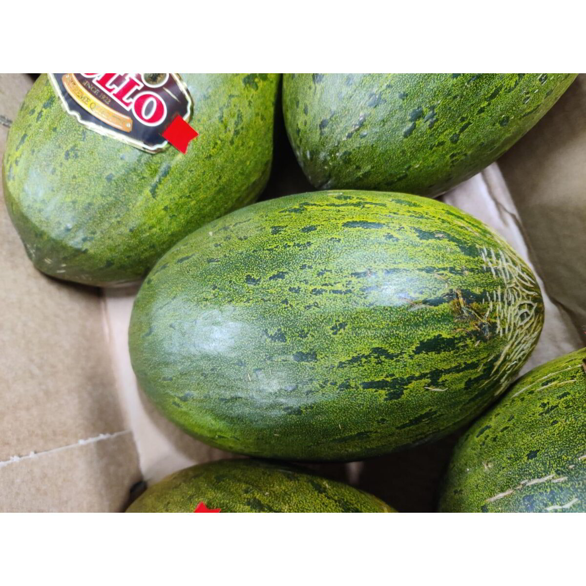 Melone, Miele Di Rugiada Verde Melone Dolce Semi, Organic - Foto 5